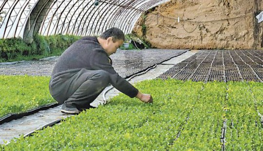 彭陽繁育1億株春茬菜苗